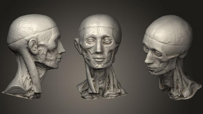 Anatomy of skeletons and skulls (ANTM_0415) 3D model for CNC machine